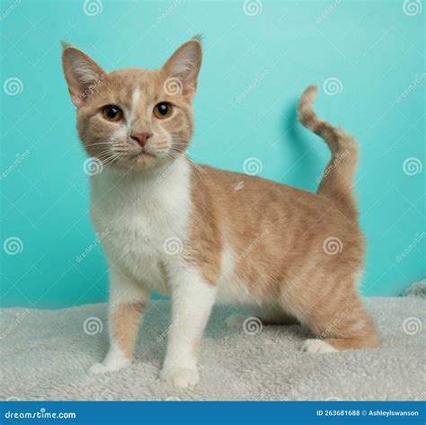 Orange And White Tabby Kitten Cat Portrait Stock Photo Image Of