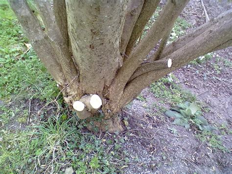 How To Start A Hazel Nut Tree In 5 Easy Steps Mast Producing Trees