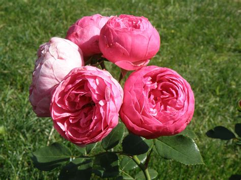 Beautiful Pink Rose Pomponella