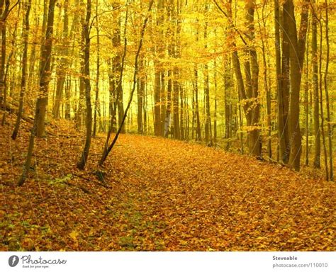 Autumn Forest Autumn A Royalty Free Stock Photo From Photocase