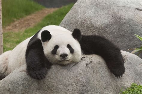 Panda High Quality Wallpicsnet