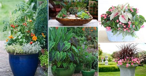 I myself love living in a house surrounded by a garden, or at least a lot of vegetation around me. 30 Plant Combination Ideas for Container Gardens | Plant ...
