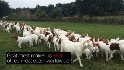 Why Goat Meat Is Set To Be The Next Big Food Trend Its Not Just Tasty Its Ethical Too The