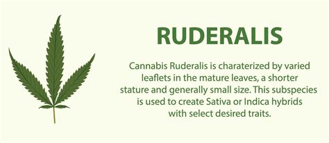 Cannabis Species Sativa Indica And Ruderalis Plants