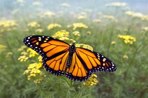 Monarch Butterfly Wallpapers Wallpaper Cave