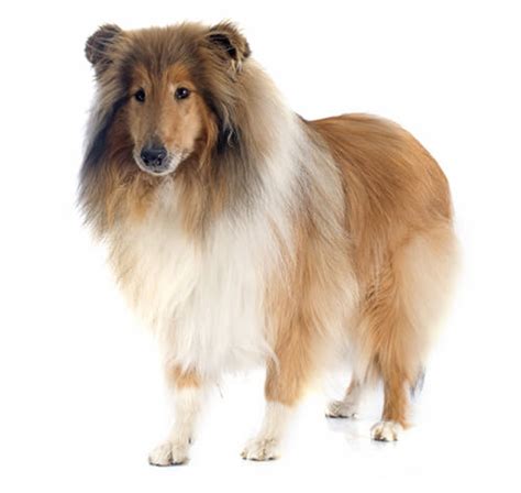 Lassie Famous Rough Collie Movie Star Dog Poses In Woodland 24x36 Inch