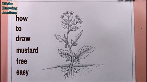How To Draw Mustard Tree Easydraw A Simple Plant Youtube