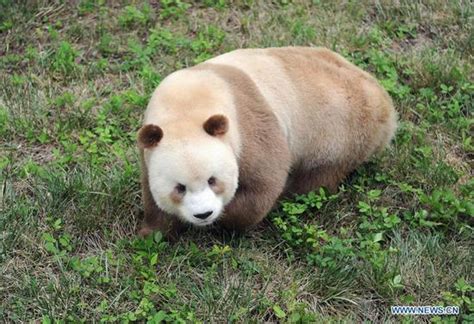 Rare Brown Panda To Become Father
