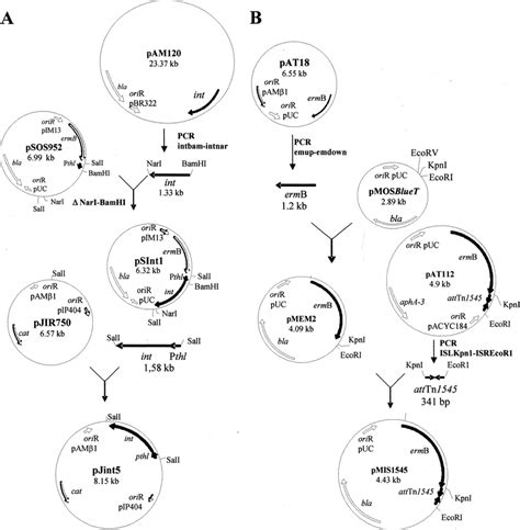 Flow Diagram Of Plasmid Constructions A Construction Of The Download Scientific Diagram