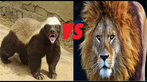 Honey Badger Vs Lion Who Will Win Youtube