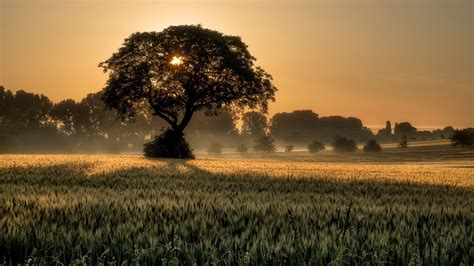 Wallpaper Sunset Tree Field 4k Nature 19413