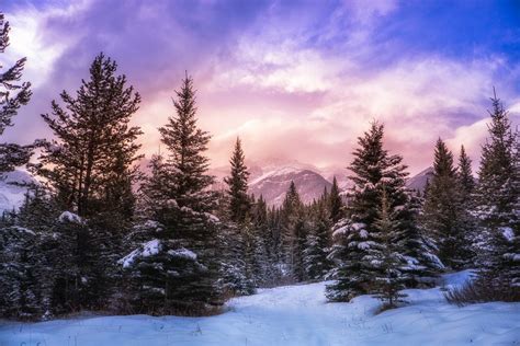 Nature Landscape Forest Winter Mountain Clouds Snow Pine Trees