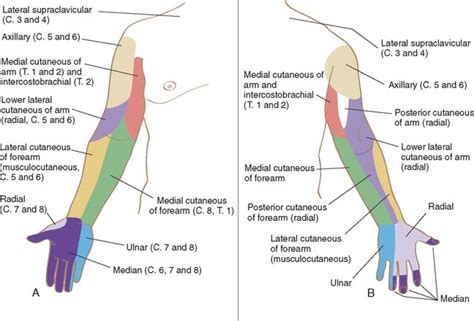 Anatomy Of The Elbow Joint Musculoskeletal Key