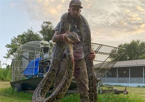 17 Foot Python Captured In Florida Everglades