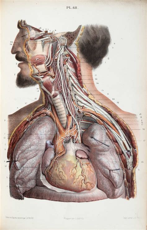 Check out these fantastic fac. These old, anatomical drawings are worth dissecting | 1843