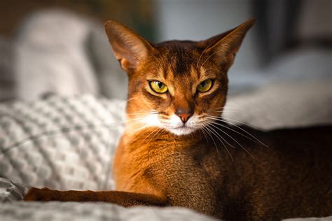 Abyssinian Kitten What To Know Before Adoption Petsmont