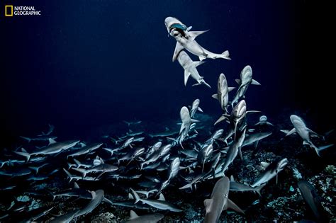 Rare Photos Of A Shark Feeding Frenzy Petapixel