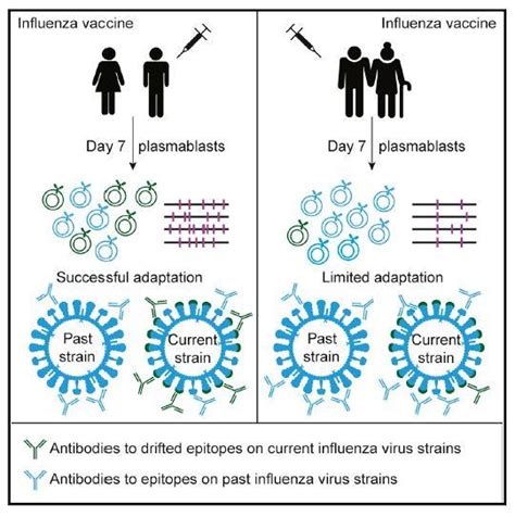 In this context, vaccine efficacy and vaccine effectiveness both represent the percentage of reduction in symptomatic infection among people who are vaccinated. Influenza Vaccine Effectiveness in the Elderly [image ...