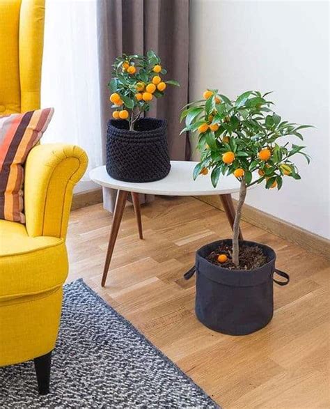 30 Best Indoor Trees To Take Care Of