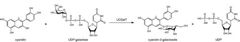 Formation Of Cyanidin 3 O Galactoside From Cyanidin And Udp Galactose