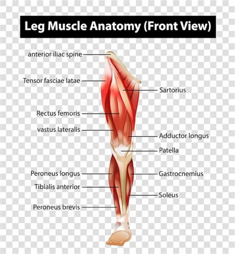 Free Vector Diagram Showing Leg Muscle Anatomy On Transparent