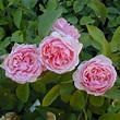 Buy Duchesse de Brabant Online | Chamblee's Rose Nursery