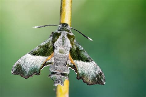 Willowherb Hawk Moth Butterfly Conservation