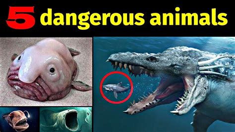 5 Dangerous Animals In The World If You Encounter Them You Will