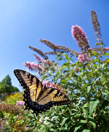Foto De Stock Este Tigre Swallowtail Papilio Glaucus Libre De