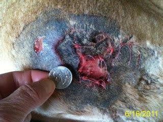 Spider mites live in colonies, mostly on the under surfaces of leaves; Gone with the Dogs - Two Great Danes: Rex's battle with a ...