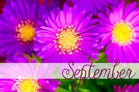 Happy September Birthday September Birthdflower Is The Aster And The Birthstone Is The