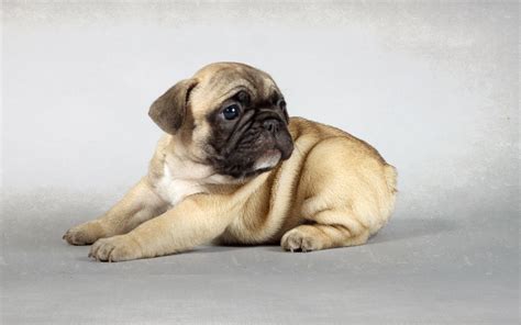 Cute Pug Wallpapers 69 Images