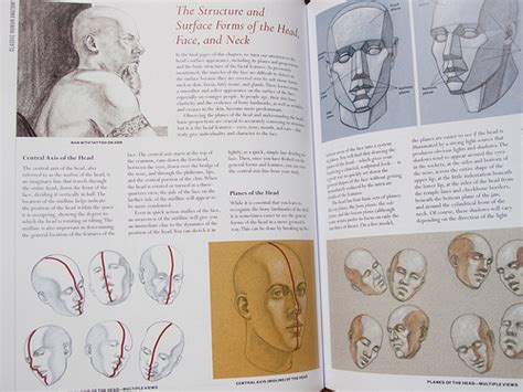 Classic Human Anatomy The Artists Guide To Form Function And