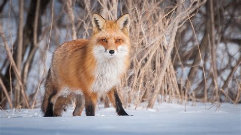 Renard Roux Red Fox Rolland Gelly Flickr