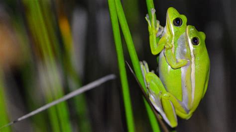 Female Green Tree Frogs Noise Canceling Lungs Help Them Hear Mates