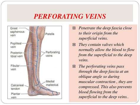Venous System Of Lower Limb