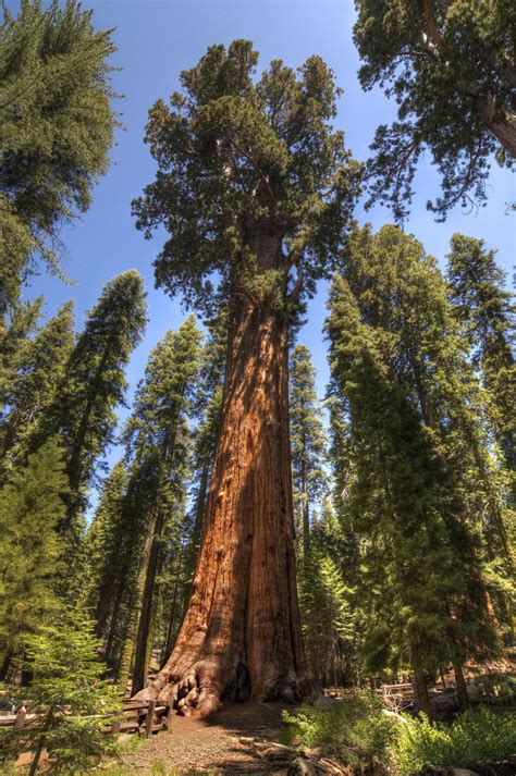 The Most Oldest Tree In The World