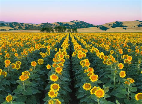 Sunflower Fields West Sacramento California Usa