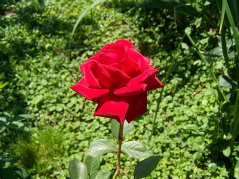 Fotos Gratis Flor Pétalo Botánica Flora Rosa Roja Planta De Jardín Planta Floreciendo