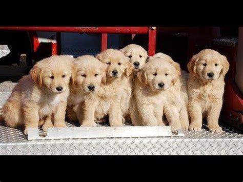 A blog dedicated to our furry, golden friends! Funny Golden Retriever Puppies Compilation Video 2017 ...
