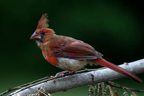 Juvenile Northern Cardinal Northern Cardinal Cardinal Northern