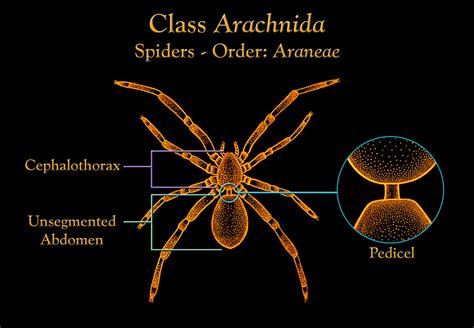 Public Domain Picture This Illustration Depicts The Anatomic Features