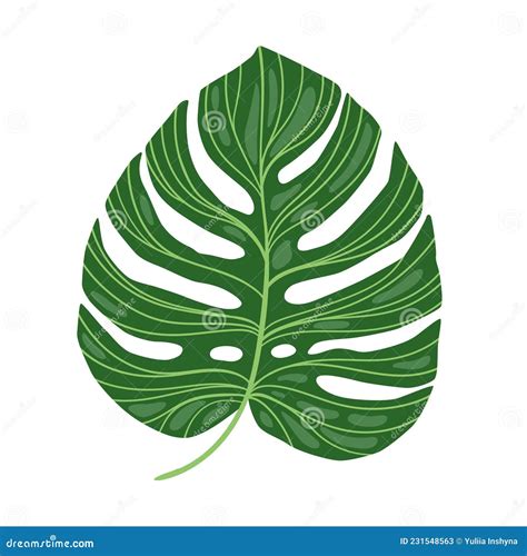 Green Monstera Leaf Isolated On White Background Stock Vector