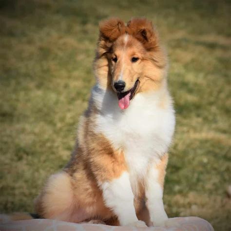 Collie Puppies For Sale • Adopt Your Puppy Today • Infinity Pups