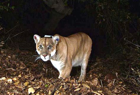 P 22 The Celebrity Cougar Leaves Lair Under La House The Japan Times