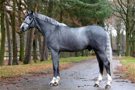 clintissimo swedish warmblood horse breeds horses warmblood horses
