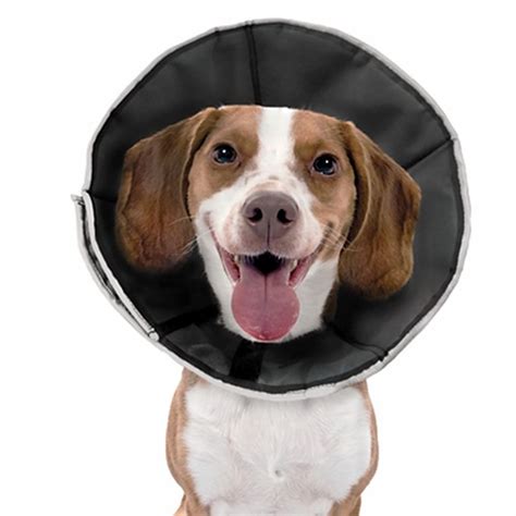 How to make a dog cone: 11 Better and Cheaper Alternatives to Your Vet's Awful ...