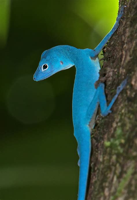 Blue Anole Facts And Pictures