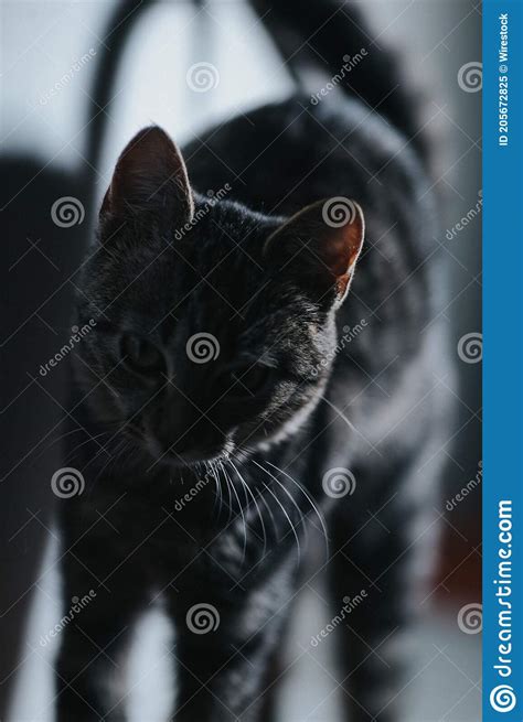 Vertical Selective Focus Closeup Of A Black Cat Prowling Stock Image