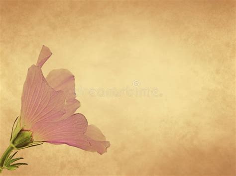 Hibiscus Flower On Old Paper Background Stock Image Image Of Ancient